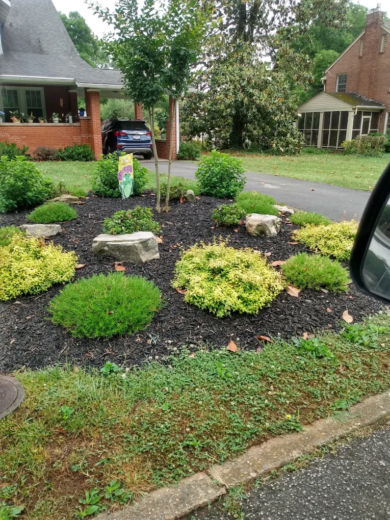 Residential front yard landscaping with mulch beds, yellow-green ornamental shrubs, and decorative rocks