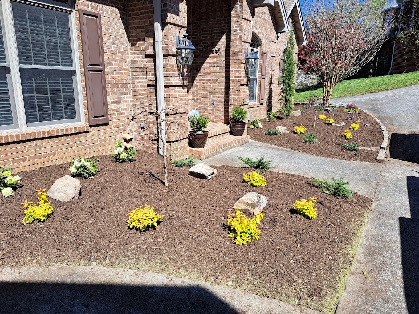 Brick house entrance with landscaped mulch beds, yellow flowering plants, decorative rocks, and young tree