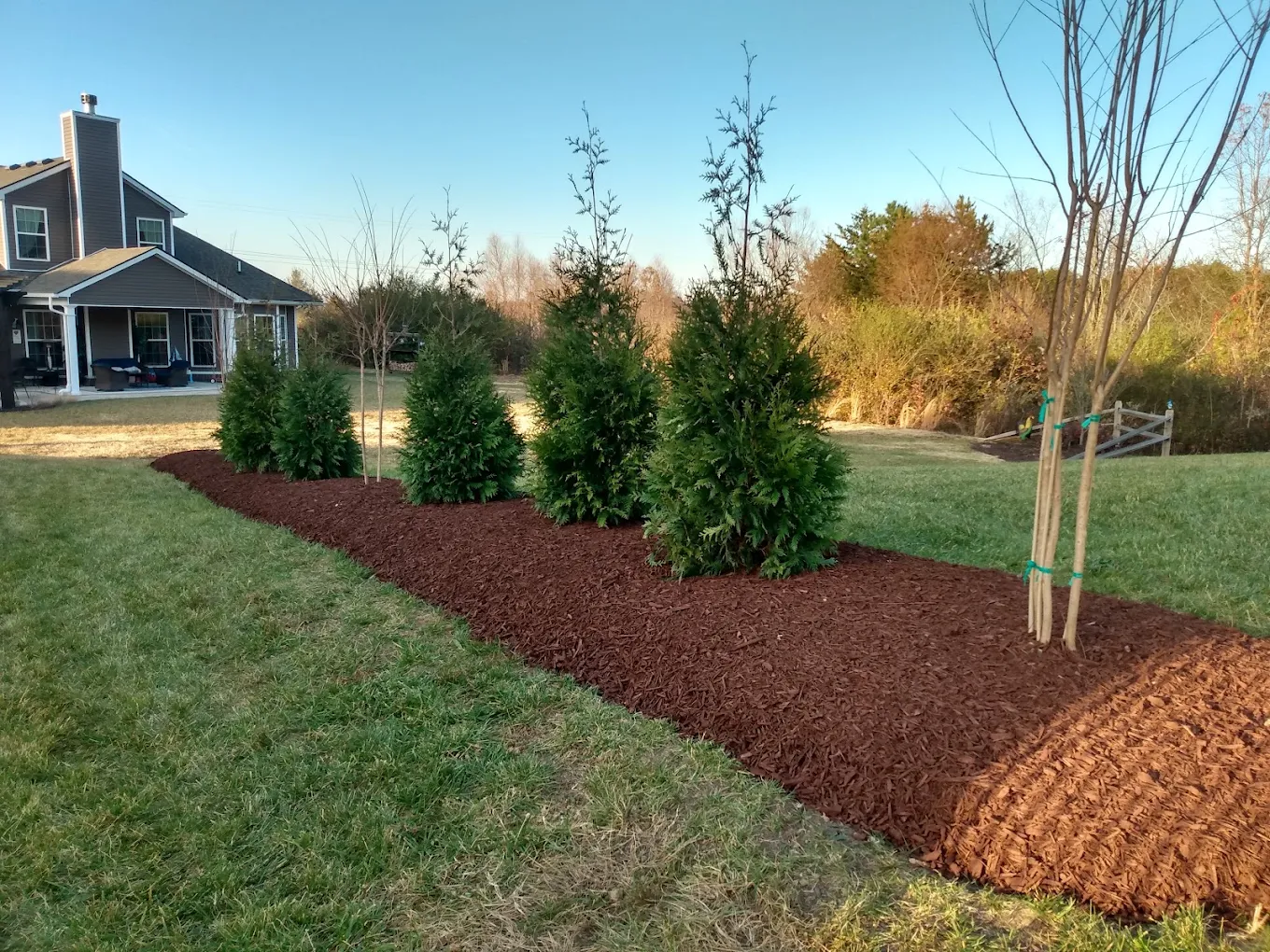 Newly planted evergreen trees in mulched landscape bed beside residential home