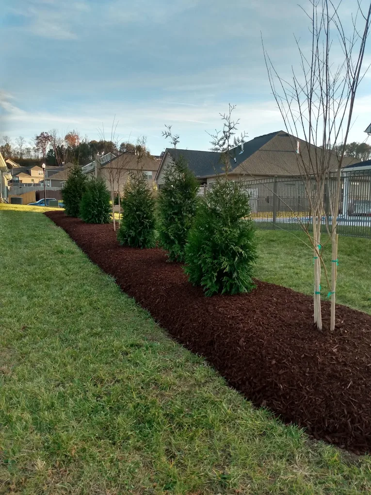 Newly planted evergreen trees in dark mulch bed along residential lawn with houses in background